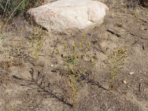mojave tarplant
