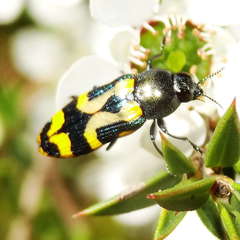 Castiarina flavopicta