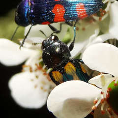 Castiarina flavopicta