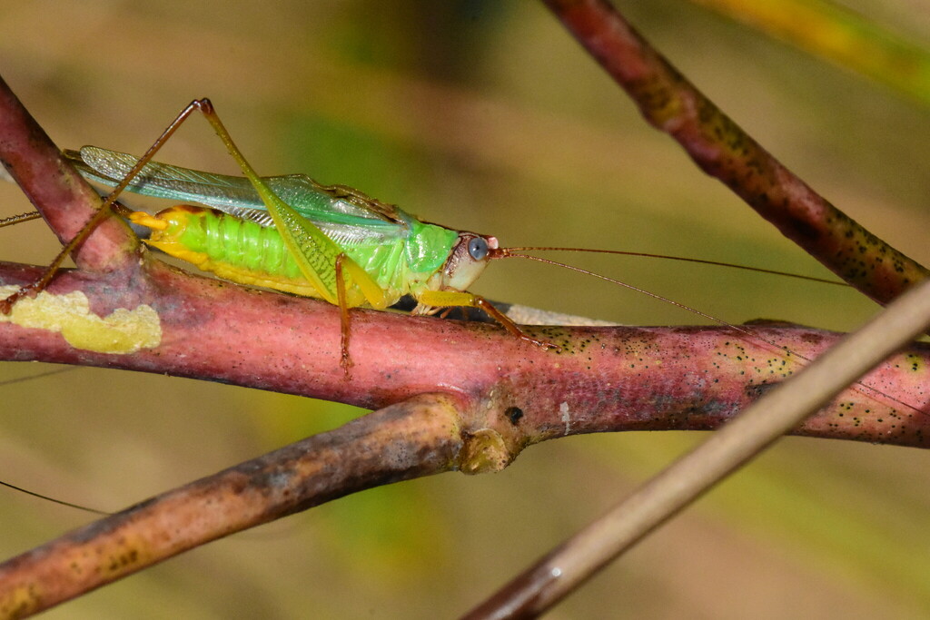 Handsome Meadow Katydid