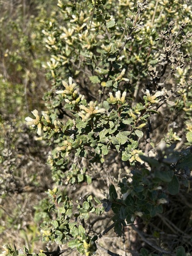 coyote brush