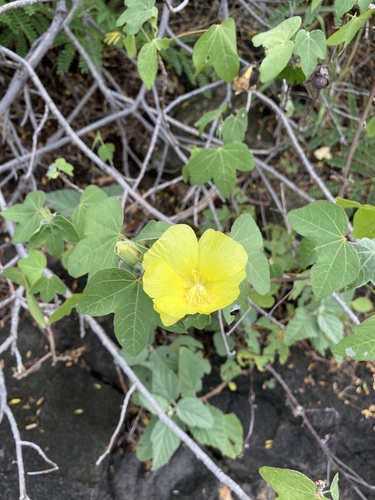 Gossypium tomentosum observed 2026-09-30