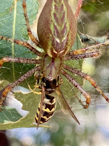 Western Yellowjacket