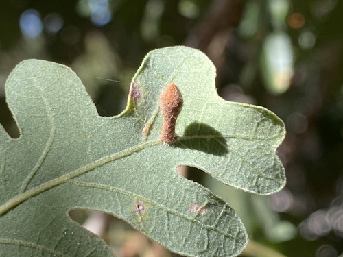Club Gall Wasp