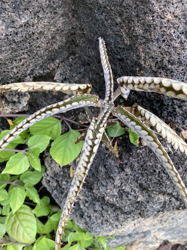 Kalanchoe daigremontiana, 2026-09-30