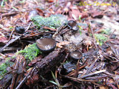 Pseudoplectania melaena