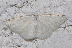 Stegania trimaculata