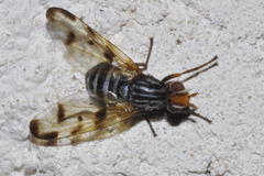 Otites porcus