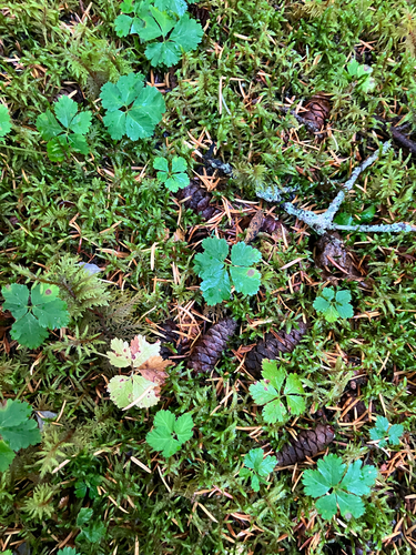 Five-leaf Dwarf Bramble