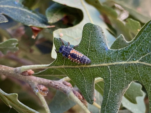 Asian Lady Beetle