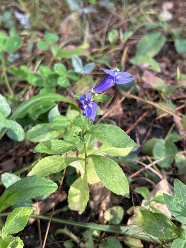 great blue lobelia