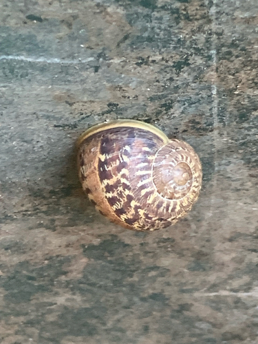 Garden Snail