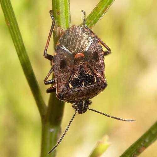 Brown soldier bug photo 4