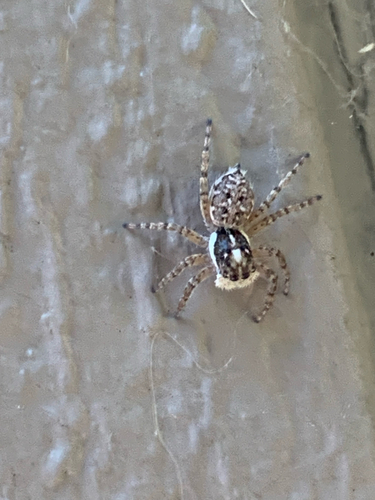 Half-edged Wall Jumping Spider