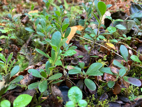 bearberry