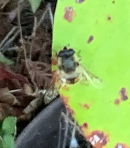 Common Drone Fly