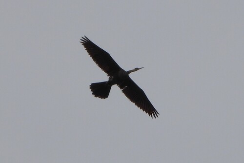 Anhinga