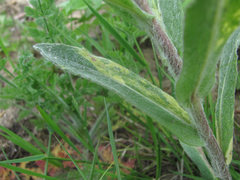 Pentanema germanicum