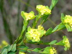 Pimelea flava flava