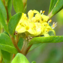 Pimelea flava flava