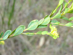 Pimelea flava flava