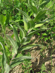 Pentanema germanicum