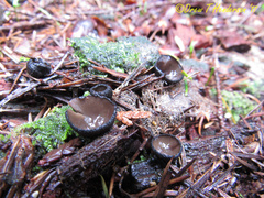 Pseudoplectania melaena