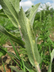 Pentanema germanicum