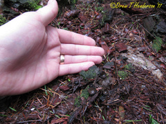 Pseudoplectania melaena