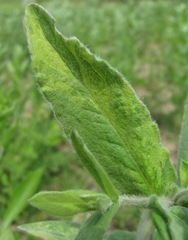 Pentanema germanicum