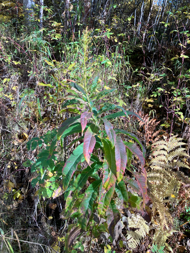 fireweed