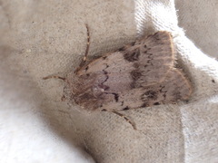 Agrotis cinerea