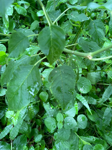 Rivina humilis observed 2026-09-30