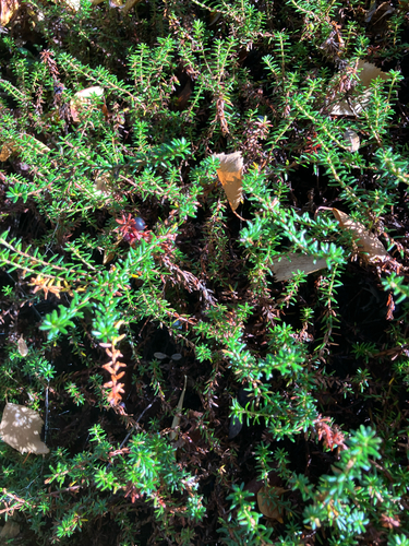black crowberry