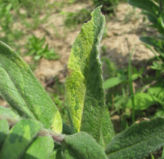 Pentanema germanicum