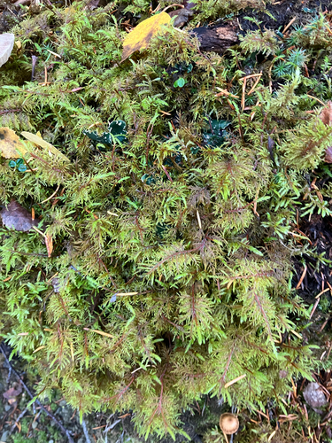 stairstep moss