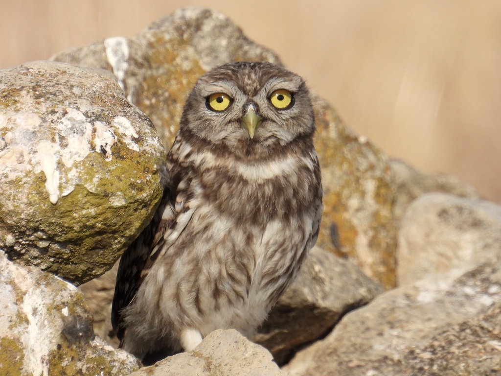 Little Owls and Allies