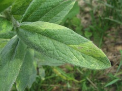 Pentanema germanicum