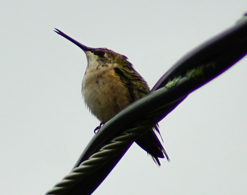 Ruby-throated Hummingbird