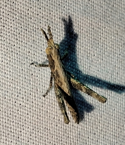 Clematodes larreae