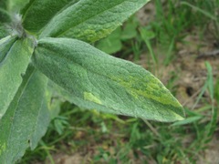 Pentanema germanicum