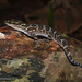 Balu Bow-fingered Gecko - Photo (c) Brian Martin, some rights reserved (CC BY-NC), uploaded by Brian Martin