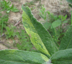 Pentanema germanicum