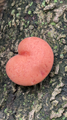 Rhodotus reticeps