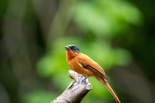iNaturalist image