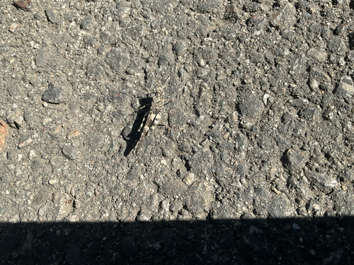 Fontana Grasshopper