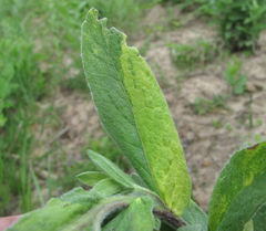 Pentanema germanicum