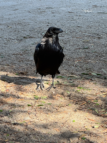 Common Raven