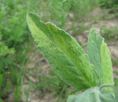 Pentanema germanicum