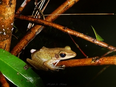 Chalcorana chalconota